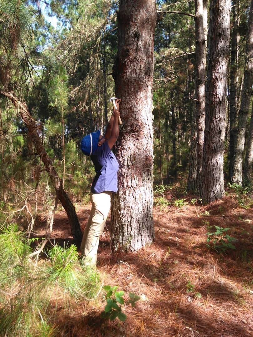 Ingrid Henrys working with an endemic pine tree in Haiti, Pinus occidentalis 